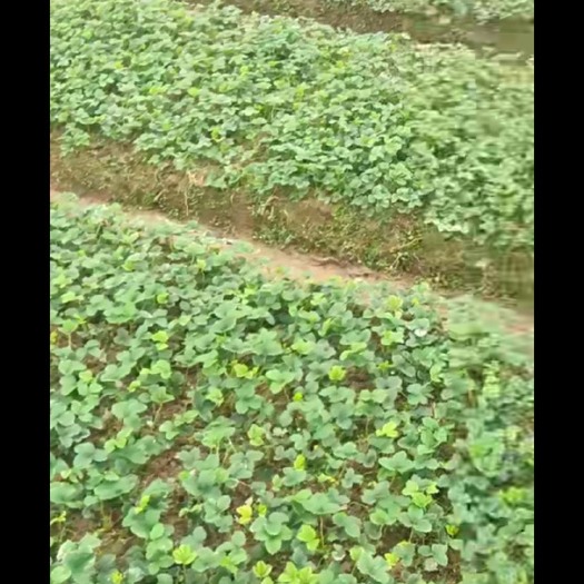 建德市奶油草莓苗 地栽苗 10~20公分