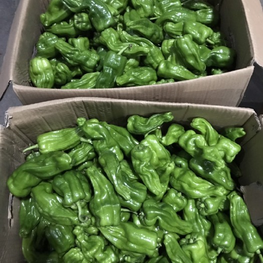 重庆市鲜泡椒 靑色 甜辣 混装通货 鲜泡椒 靑色 甜辣 混装通货