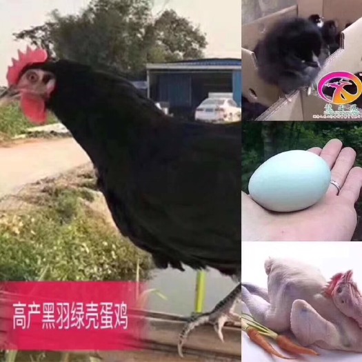 广州 高产黑羽绿壳蛋鸡苗，马力克疫苗，年产蛋240枚左右