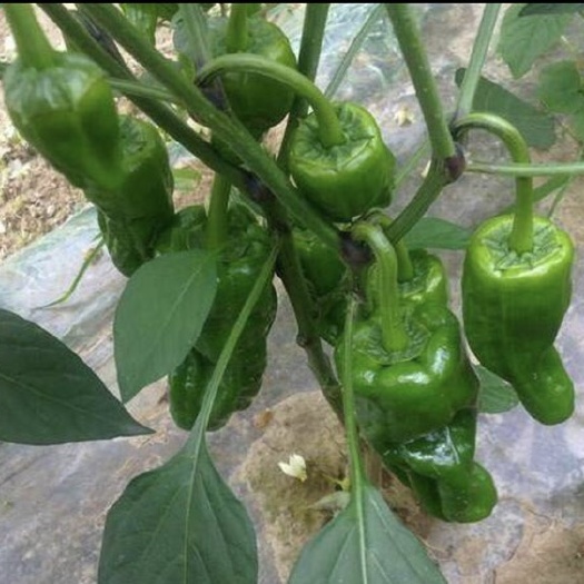利川市薄皮椒 5~10cm 甜辣 靑色