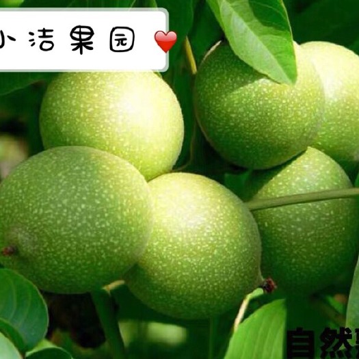 西安 陕西省渭南市澄城县天然绿皮核桃