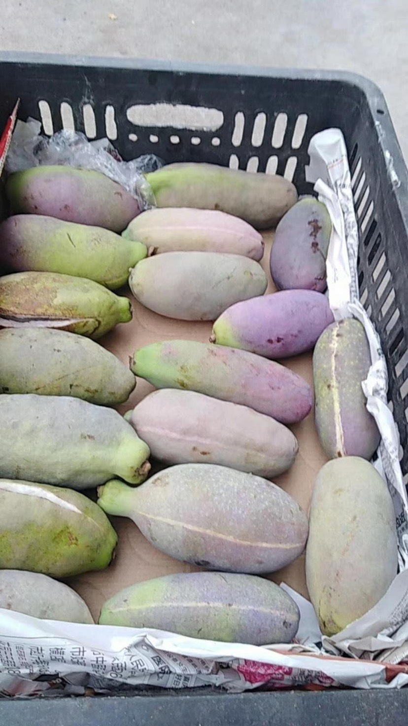 紫色一号八月瓜 种植 150g以上