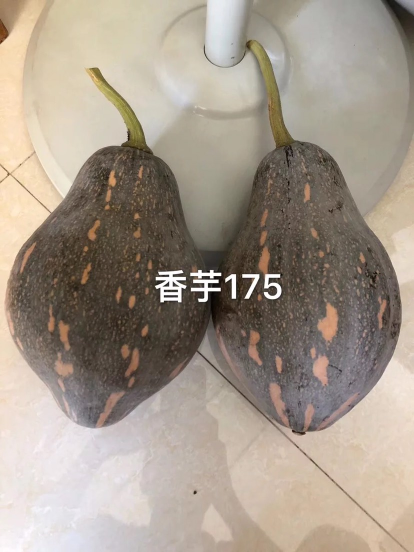 香芋南瓜种子小南瓜香芋味粉甜香芋南瓜175