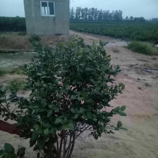 丹东 十一年大北路蓝莓苗 下完果就卖