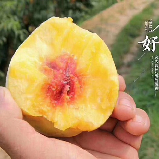 江陵县 湖北三湖锦绣黄桃、现采摘现发货，天然无公害水果，又脆又甜、