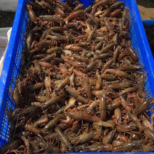 沭阳县 龙虾苗虾苗虾幼苗龙虾幼苗