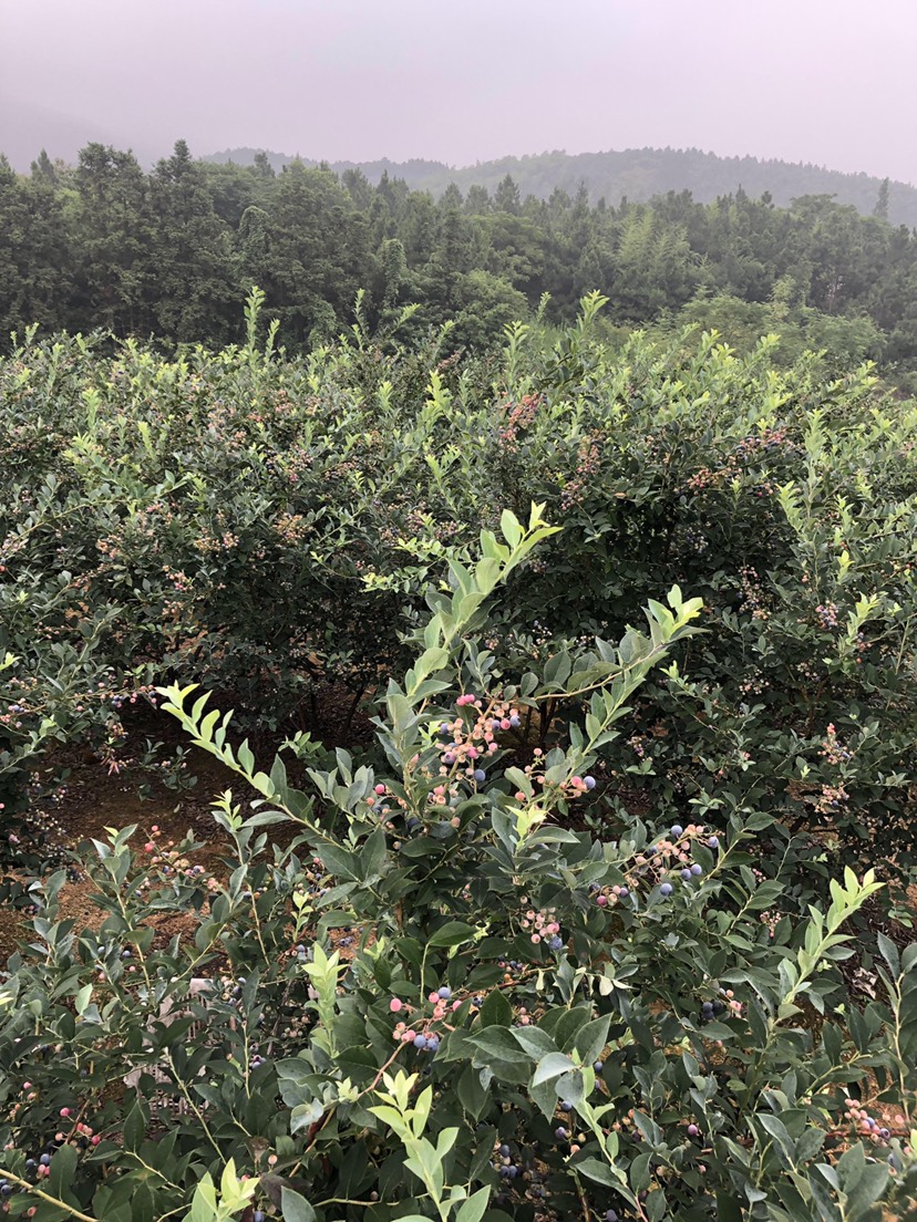  自家蓝莓大量上市