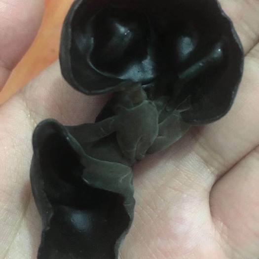 牡丹江 黑龙江新木耳！