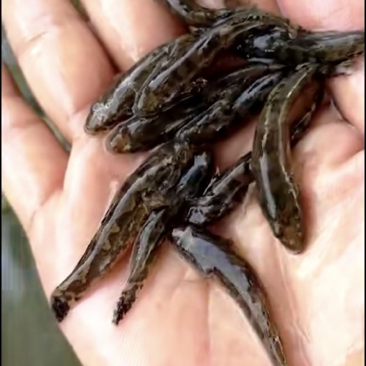 广州 优质笋壳鱼苗