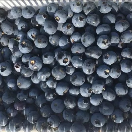 长春精品蓝莓