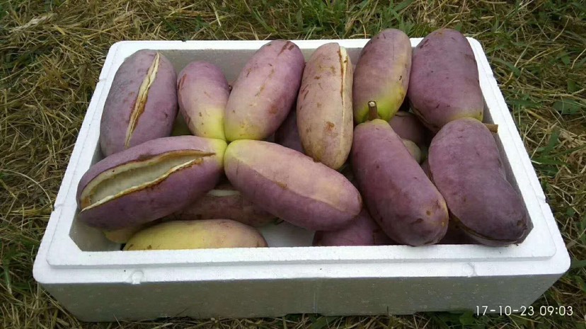 紫色一号八月瓜 种植 150g以上