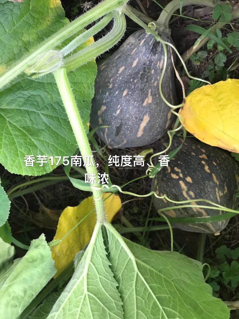 香芋南瓜种子小南瓜香芋味粉甜香芋南瓜175