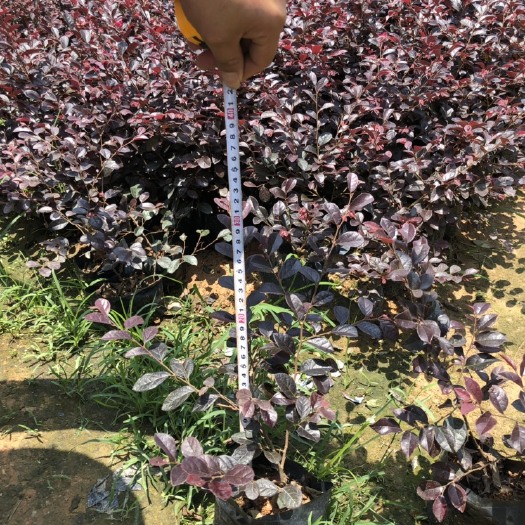 漳浦县黑珍珠红继木