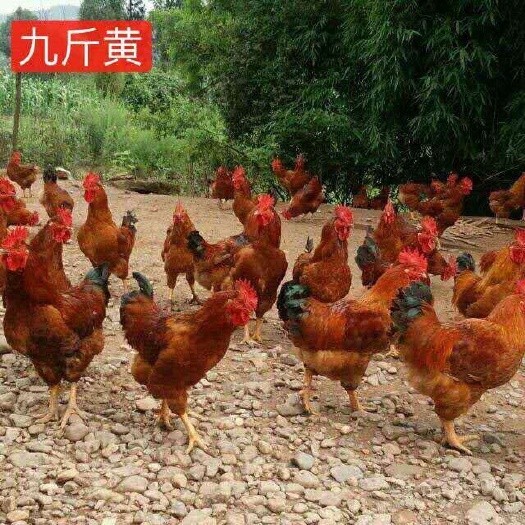 南宁九斤黄鸡苗 统货