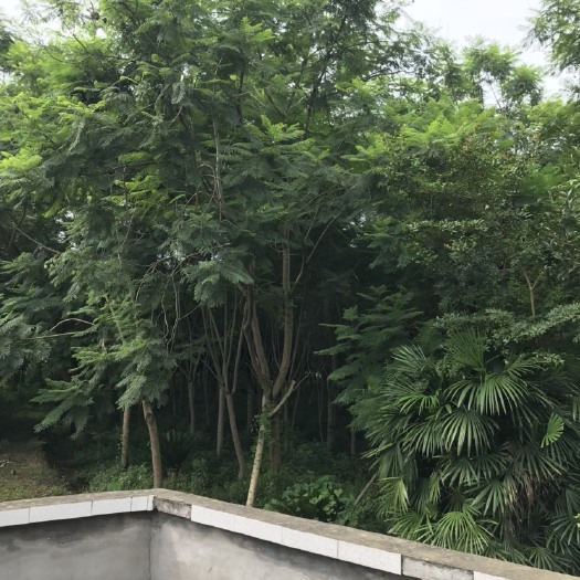 威远县丛生蓝花楹 5米以上