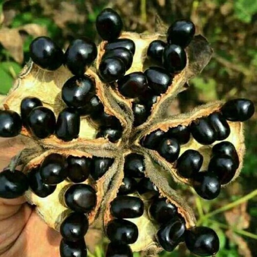 亳州油牡丹种苗