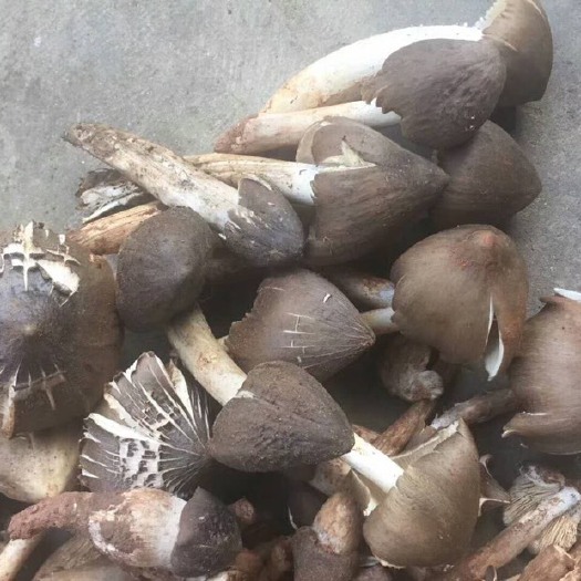 洱源县鸡枞油