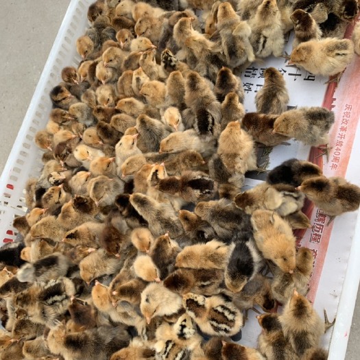 枣庄 鸡苗