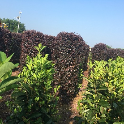 长沙黑珍珠红继木 大量生产各种柱子