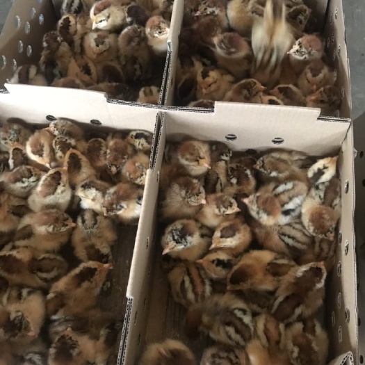 宾阳县良凤花鸡苗 统货