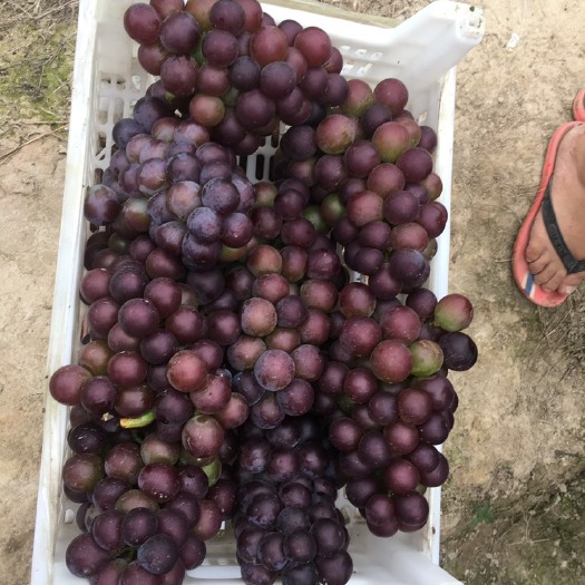 庐江县 自家种植乒乓球葡萄 颗粒大 口感好
