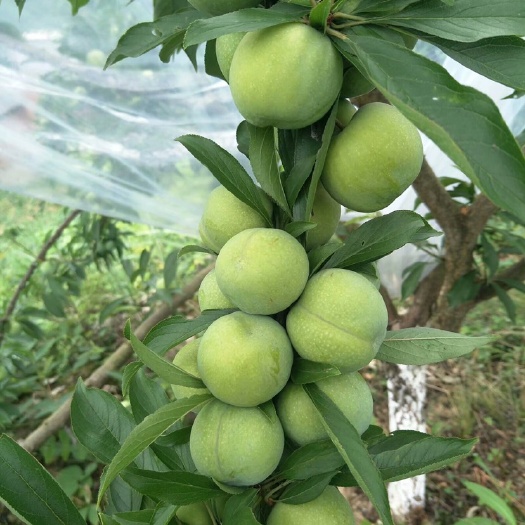 重庆市 青脆李