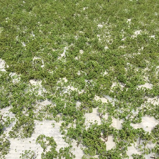河池 正宗的中花茱萸