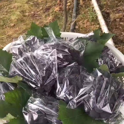 福安市巨峰葡萄 高山的已经成熟，可摘
