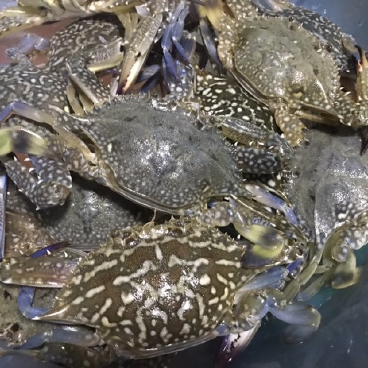 深圳 海蟹
