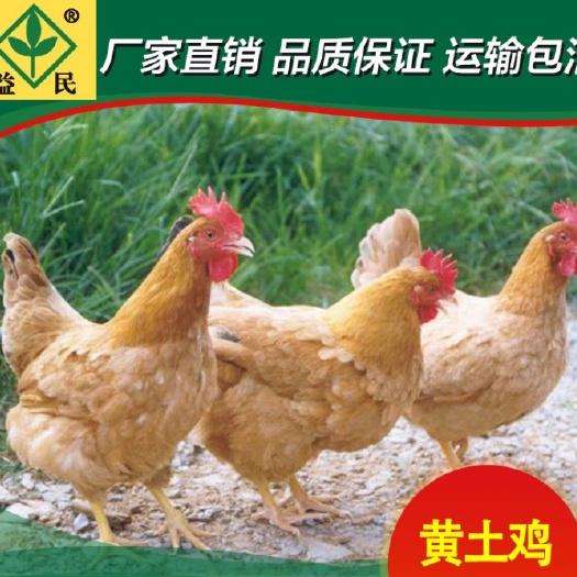衡阳三黄鸡苗  三黄鸡正规厂家优质出壳苗打出壳疫苗包路途存活