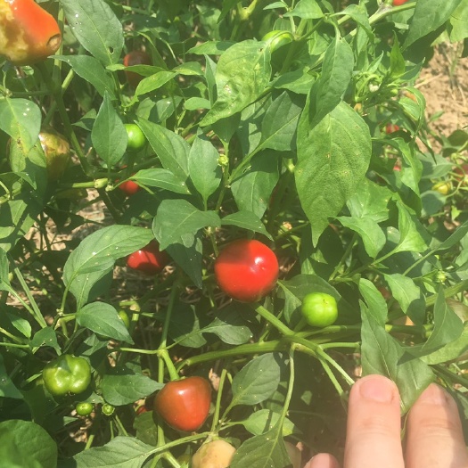 鄢陵县草莓椒 5cm以下 中辣 红色