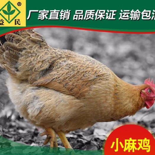 衡阳麻鸡苗  小麻鸡出壳苗正规厂家优质禽苗