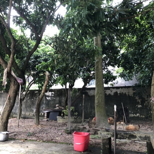 中山市 红果冬青25公分以上