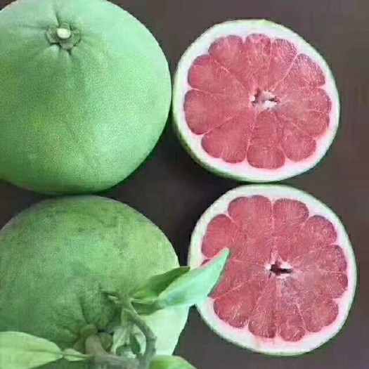 灵山县四季柚苗 泰国红宝石柚苗四季青皮柚苗一年四季可以结果