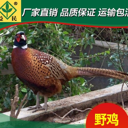 衡阳山鸡苗 七彩山鸡出壳苗正规厂家优质禽苗