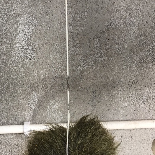 南京猪宝