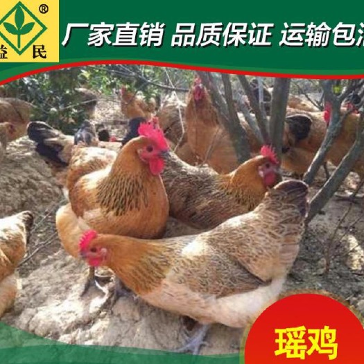衡阳红瑶鸡苗 瑶鸡红瑶黑瑶出壳母正规厂家优质禽苗