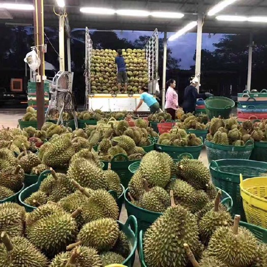 景洪市 泰国金枕榴莲C果