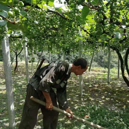 会同县 2019年怀化农业局扶持专项高山黑葡萄无害培种品质优良