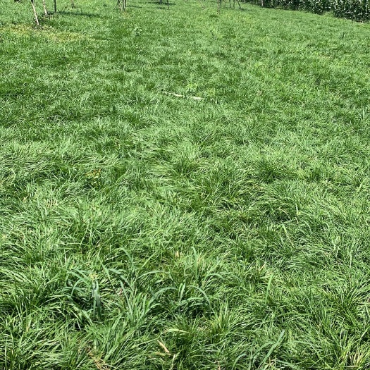 三台县麦冬草 麦冬苗