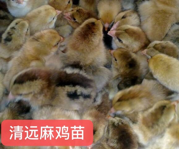 广州 清远麻鸡苗