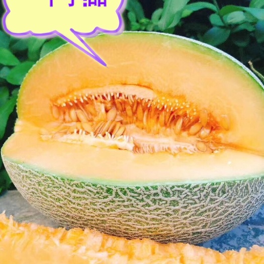 新疆特产喀什的伽师瓜 西州蜜哈密瓜一件7-8斤元包邮包售后