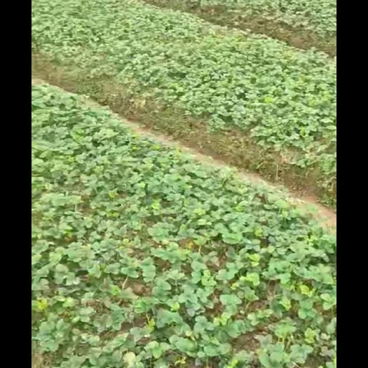 建德市白雪公主草莓苗 地栽苗 10~20公分