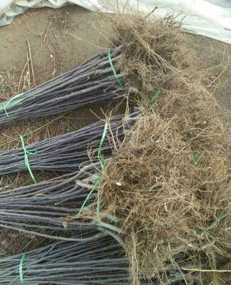 金果梨苗 根系发达品种纯正的各种嫁接梨树苗基地现挖现发