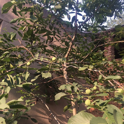 西安 核桃