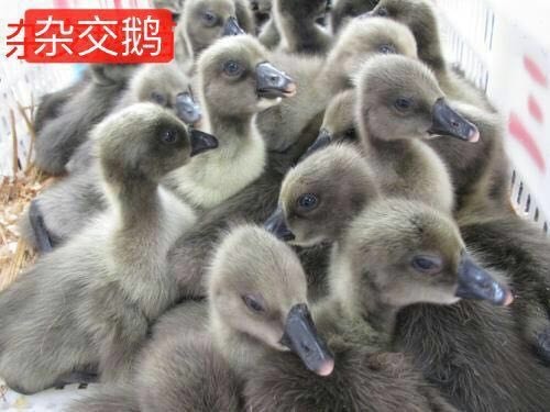 南宁杂交鹅苗 成熟技术优质苗陪你共赢