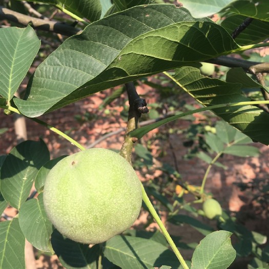 西安 香玲核桃-青皮大量现货供应充足