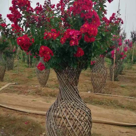 方城县 紫薇花瓶，花瓶骨架模具，绿化苗木造型