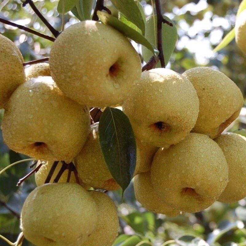 金果梨苗 根系发达品种纯正的各种嫁接梨树苗基地现挖现发