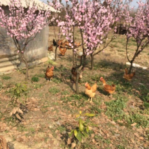仙桃市生态园林 急！！湖北仙桃318国道旁地段好有水塘果树花木拎包入住！